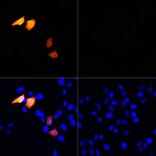 Immunofluorescence - Anti-His Tag Antibody (A306183) - Antibodies.com