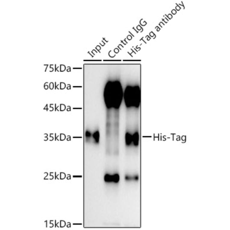 Western Blot - Anti-His Tag Antibody (A306183) - Antibodies.com