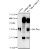 Western Blot - Anti-His Tag Antibody (A306183) - Antibodies.com