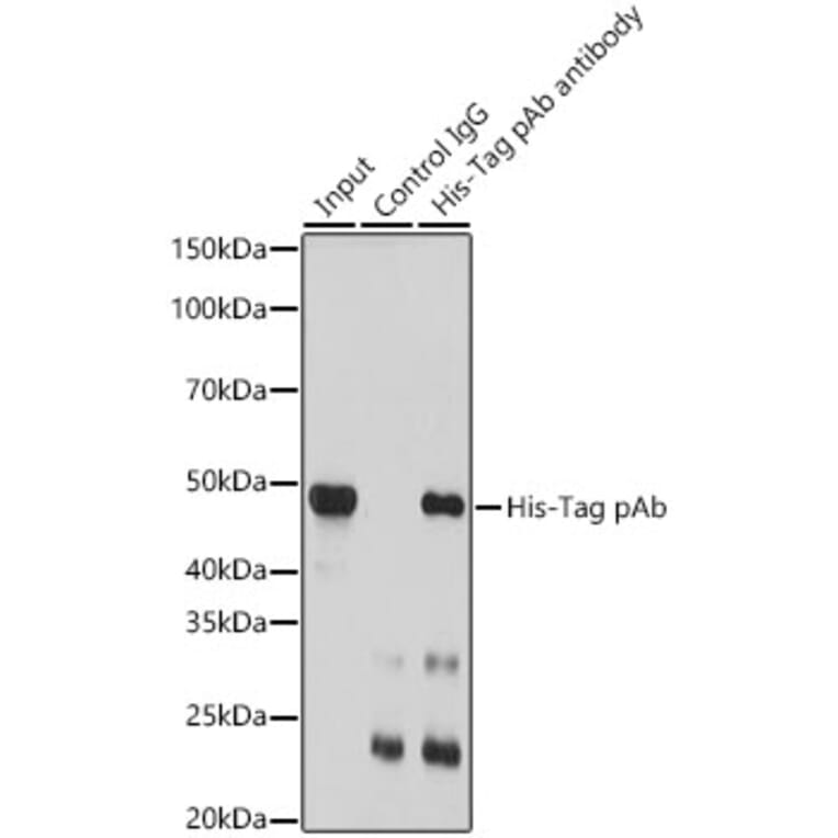 Western Blot - Anti-His Tag Antibody (A306183) - Antibodies.com