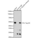 Western Blot - Anti-His Tag Antibody (A306183) - Antibodies.com