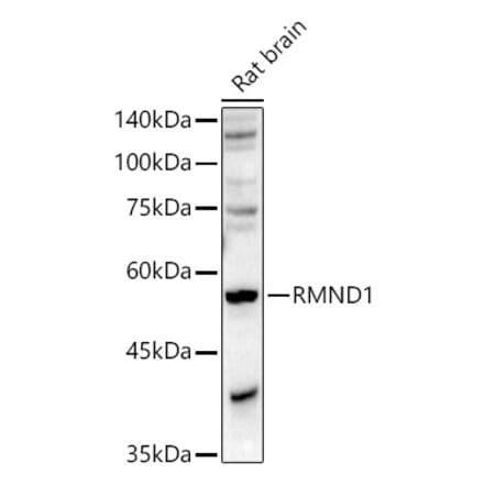 Western Blot - Anti-RMND1 Antibody (A306185) - Antibodies.com