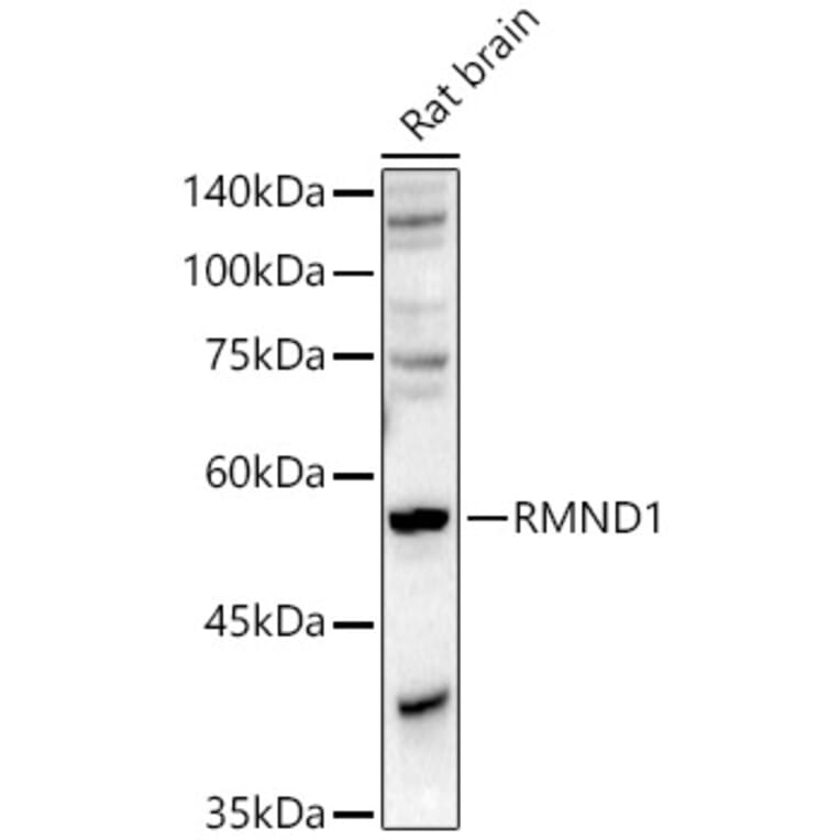 Western Blot - Anti-RMND1 Antibody (A306185) - Antibodies.com