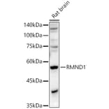 Western Blot - Anti-RMND1 Antibody (A306185) - Antibodies.com