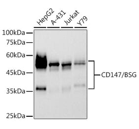 Western Blot - Anti-CD147 Antibody [ARC2742] (A306188) - Antibodies.com