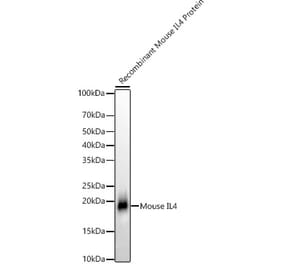 Western Blot - Anti-IL-4 Antibody (A306189) - Antibodies.com