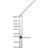 Western Blot - Anti-IL-4 Antibody [ARC56660] (A306189) - Antibodies.com