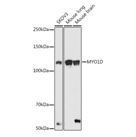 Western Blot - Anti-MYO1D Antibody (A306190) - Antibodies.com