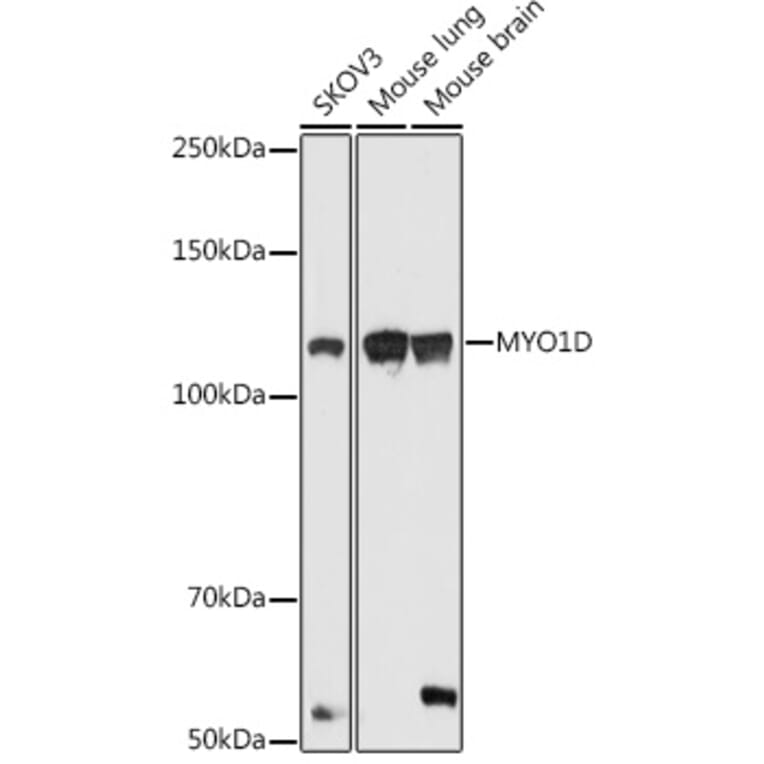 Western Blot - Anti-MYO1D Antibody (A306190) - Antibodies.com