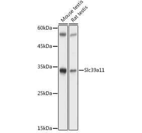 Western Blot - Anti-Slc39a11 Antibody (A306197) - Antibodies.com
