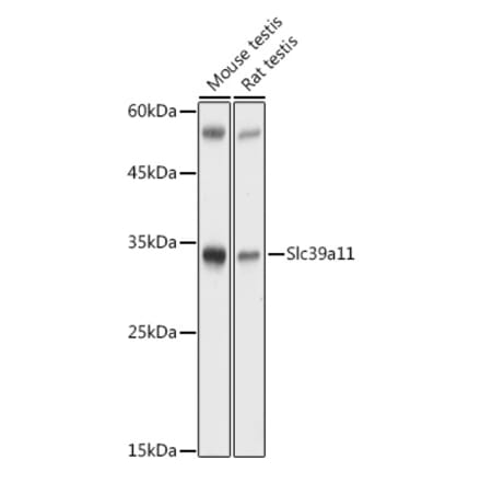 Western Blot - Anti-Slc39a11 Antibody (A306197) - Antibodies.com
