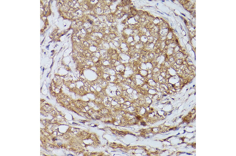 Immunohistochemistry - Anti-Slc39a11 Antibody (A306197) - Antibodies.com