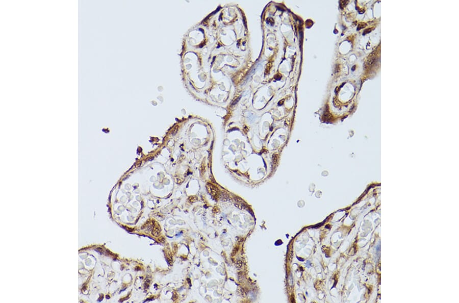 Immunohistochemistry - Anti-Slc39a11 Antibody (A306197) - Antibodies.com