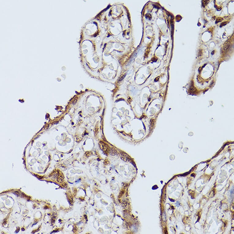 Immunohistochemistry - Anti-Slc39a11 Antibody (A306197) - Antibodies.com