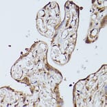 Immunohistochemistry - Anti-Slc39a11 Antibody (A306197) - Antibodies.com