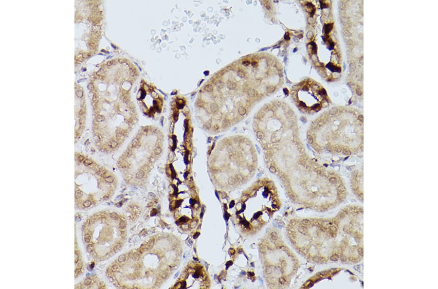 Immunohistochemistry - Anti-Slc39a11 Antibody (A306197) - Antibodies.com