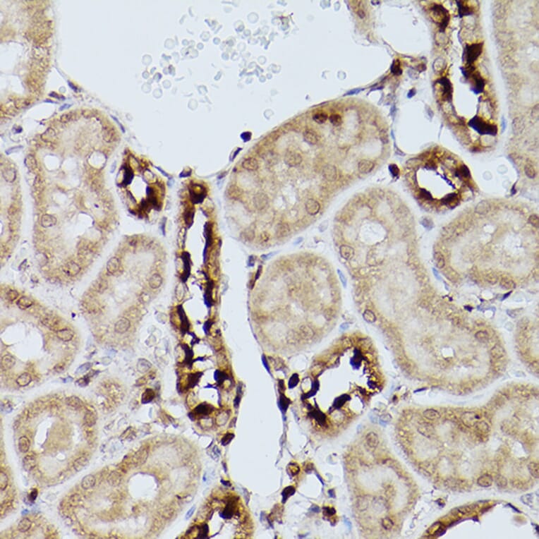 Immunohistochemistry - Anti-Slc39a11 Antibody (A306197) - Antibodies.com