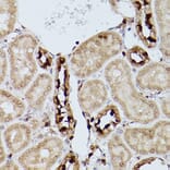Immunohistochemistry - Anti-Slc39a11 Antibody (A306197) - Antibodies.com