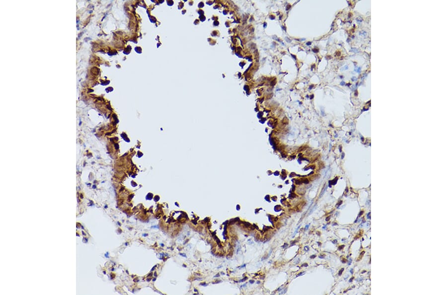 Immunohistochemistry - Anti-Slc39a11 Antibody (A306197) - Antibodies.com