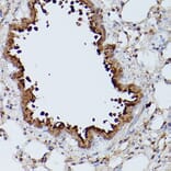 Immunohistochemistry - Anti-Slc39a11 Antibody (A306197) - Antibodies.com