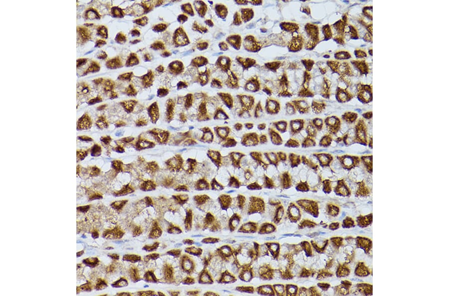 Immunohistochemistry - Anti-Slc39a11 Antibody (A306197) - Antibodies.com