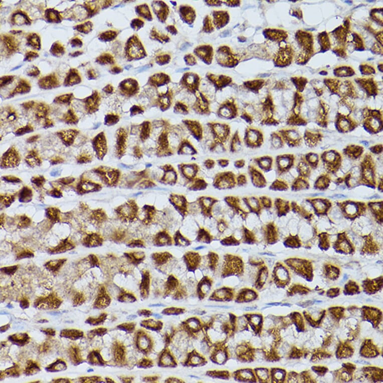 Immunohistochemistry - Anti-Slc39a11 Antibody (A306197) - Antibodies.com