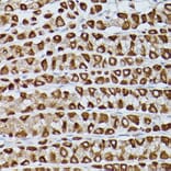 Immunohistochemistry - Anti-Slc39a11 Antibody (A306197) - Antibodies.com