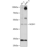 Western Blot - Anti-AADACL1 Antibody (A306201) - Antibodies.com
