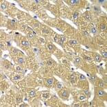 Immunohistochemistry - Anti-TMP21 Antibody (A306204) - Antibodies.com