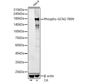 Western Blot - Anti-GCN2 (phospho Thr899) Antibody [ARC57177] (A306206) - Antibodies.com
