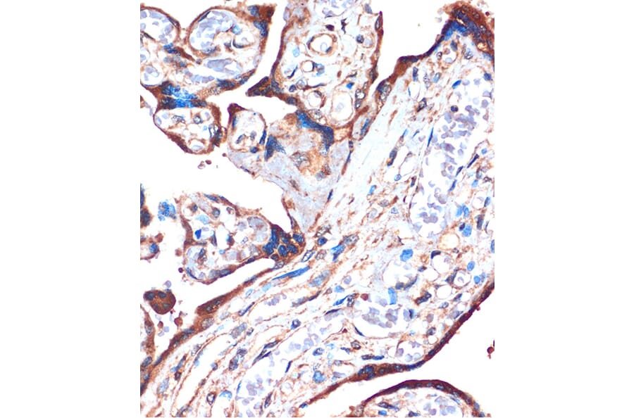 Immunohistochemistry - Anti-ZPBP Antibody (A306207) - Antibodies.com