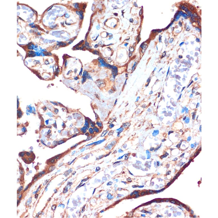 Immunohistochemistry - Anti-ZPBP Antibody (A306207) - Antibodies.com