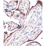 Immunohistochemistry - Anti-ZPBP Antibody (A306207) - Antibodies.com