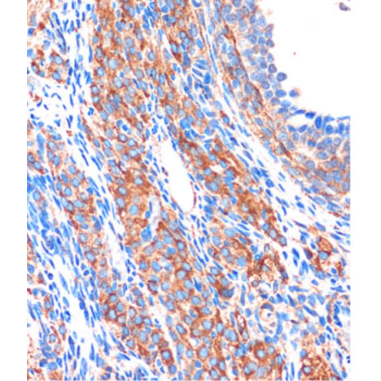 Immunohistochemistry - Anti-ZPBP Antibody (A306207) - Antibodies.com