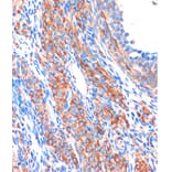 Immunohistochemistry - Anti-ZPBP Antibody (A306207) - Antibodies.com