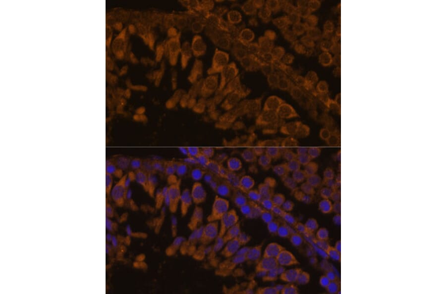 Immunofluorescence - Anti-ZPBP Antibody (A306207) - Antibodies.com