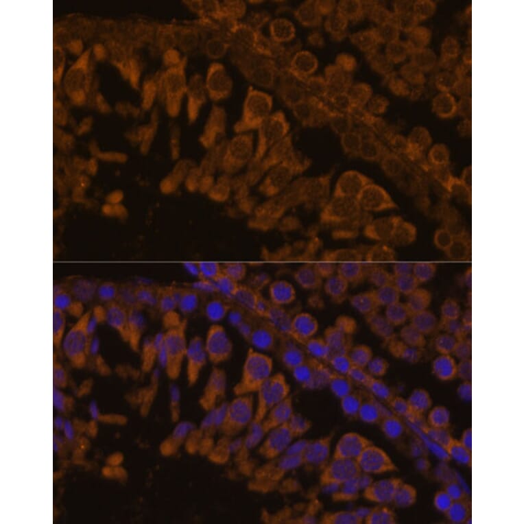 Immunofluorescence - Anti-ZPBP Antibody (A306207) - Antibodies.com