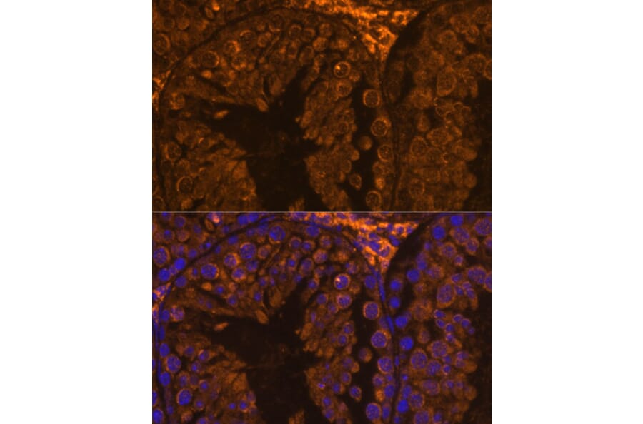 Immunofluorescence - Anti-ZPBP Antibody (A306207) - Antibodies.com