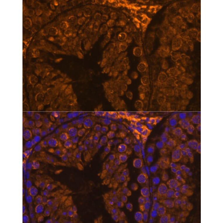 Immunofluorescence - Anti-ZPBP Antibody (A306207) - Antibodies.com