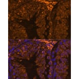 Immunofluorescence - Anti-ZPBP Antibody (A306207) - Antibodies.com