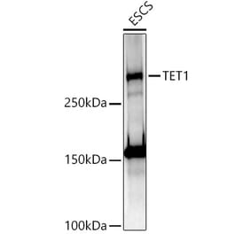 Western Blot - Anti-TET1 Antibody [ARC51468] (A306211) - Antibodies.com
