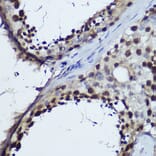 Immunohistochemistry - Anti-TET1 Antibody (A306212) - Antibodies.com