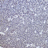 Immunohistochemistry - Anti-TET1 Antibody (A306212) - Antibodies.com