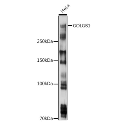 Western Blot - Anti-Giantin Antibody (A306214) - Antibodies.com