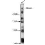 Western Blot - Anti-Giantin Antibody (A306214) - Antibodies.com