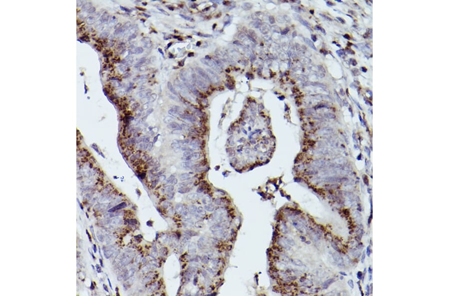 Immunohistochemistry - Anti-Giantin Antibody (A306214) - Antibodies.com