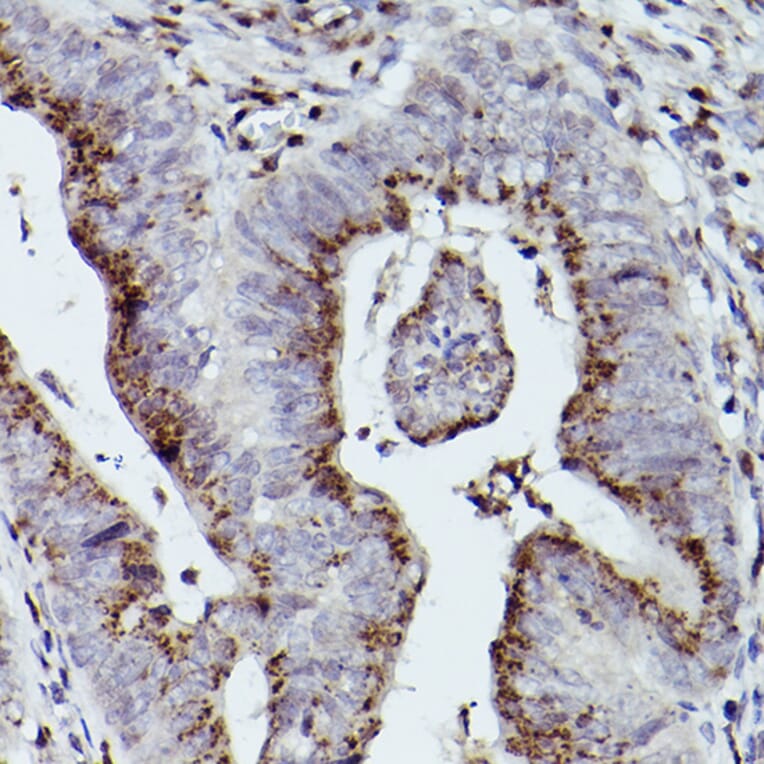 Immunohistochemistry - Anti-Giantin Antibody (A306214) - Antibodies.com