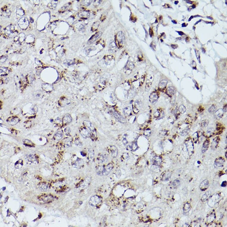 Immunohistochemistry - Anti-Giantin Antibody (A306214) - Antibodies.com