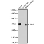 Western Blot - Anti-SOX9 Antibody [ARC0190] (A306215) - Antibodies.com