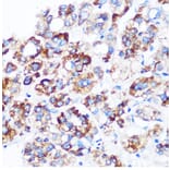 Immunohistochemistry - Anti-SPOUT1 Antibody (A306220) - Antibodies.com